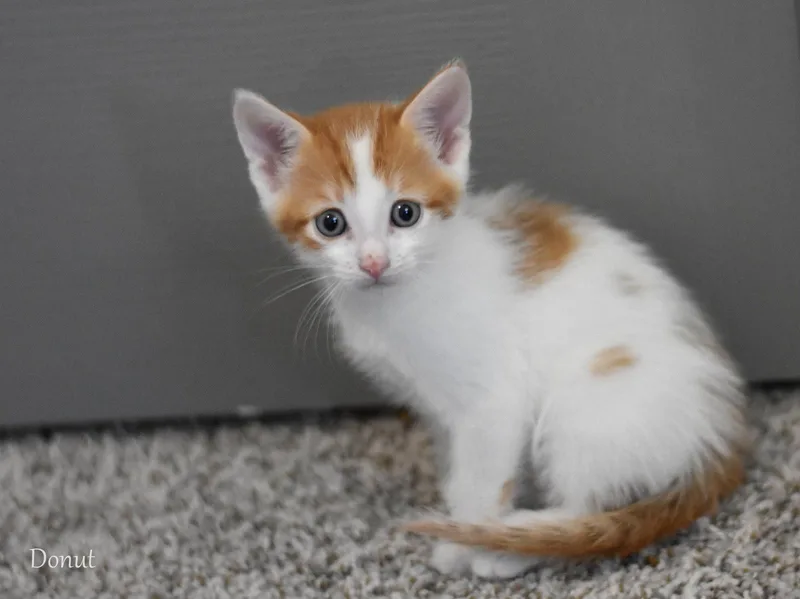 A baby medium-sized male Orange & White Domestic Medium Hair cat named Donut for adoption in Montgomery, TX