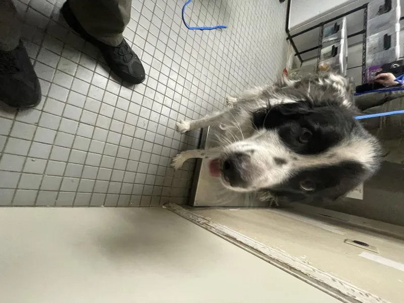 An adult large-sized male Border Collie dog named Marbles for adoption in Killeen, TX