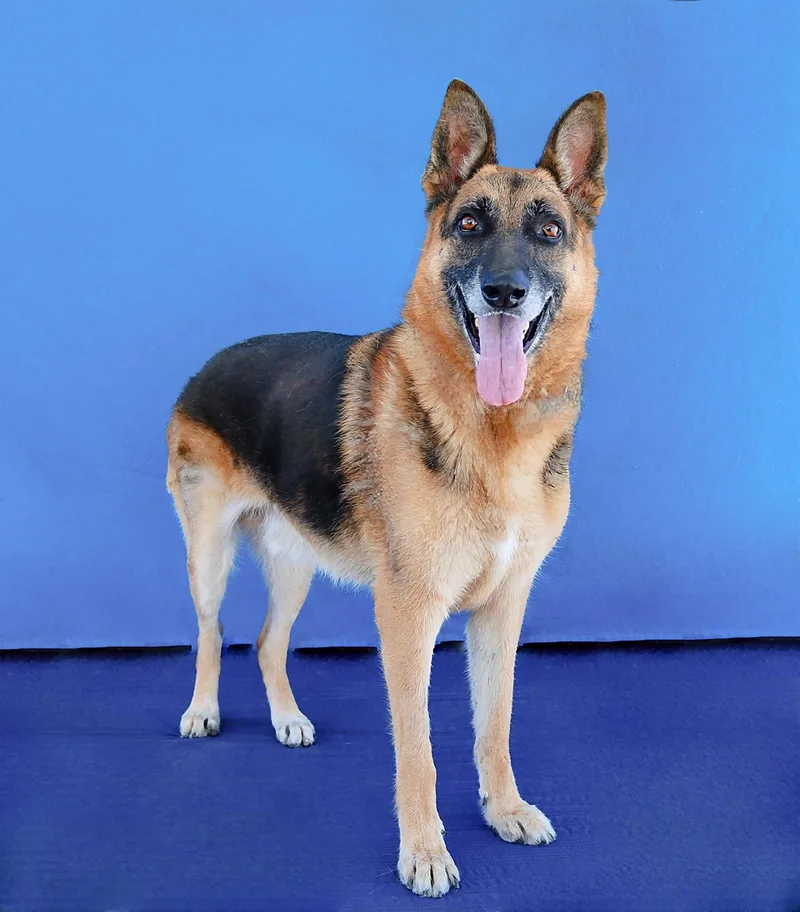 An adult medium-sized male German Shepherd Dog named Zarko for adoption in Pasadena, CA