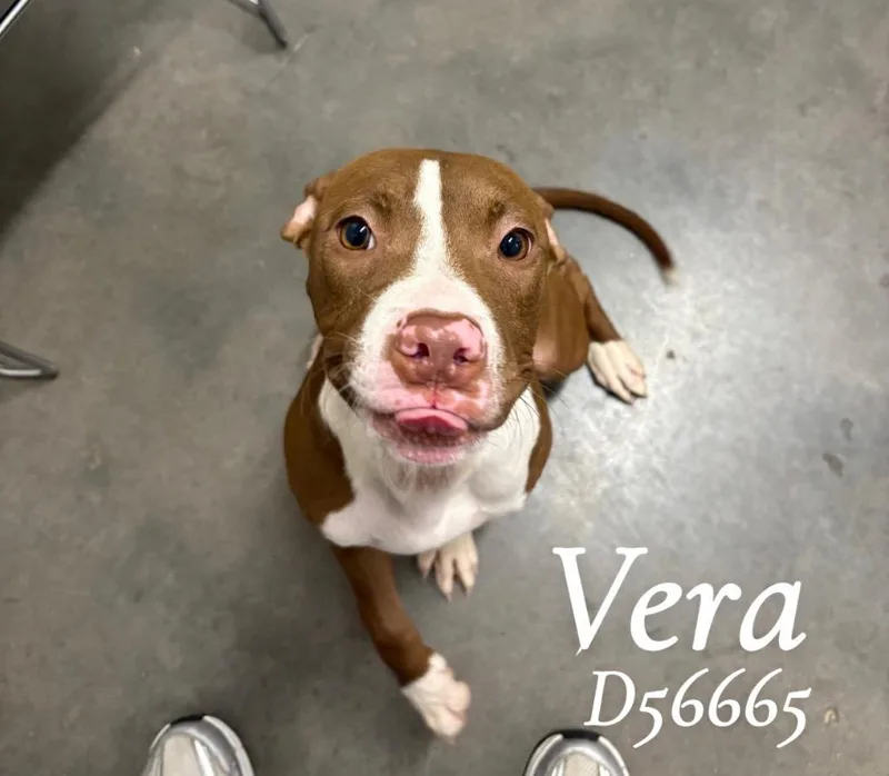 Vera thumbnail 2