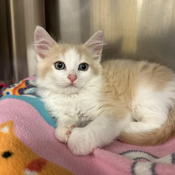 A baby small-sized male Domestic Short Hair cat named Sour Patch Kid for adoption in Walnut Creek, CA