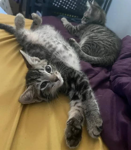 A baby small-sized male Domestic Short Hair cat named Romeo for adoption in Sacramento, CA