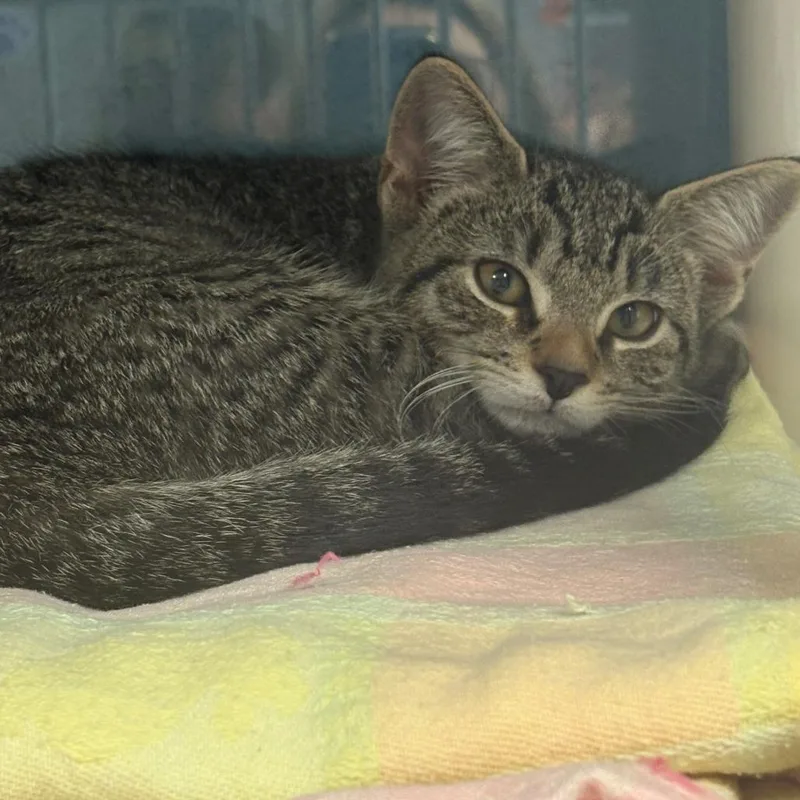 A baby small-sized female Brown / Chocolate Domestic Short Hair cat named Poppy for adoption in East Hanover, NJ