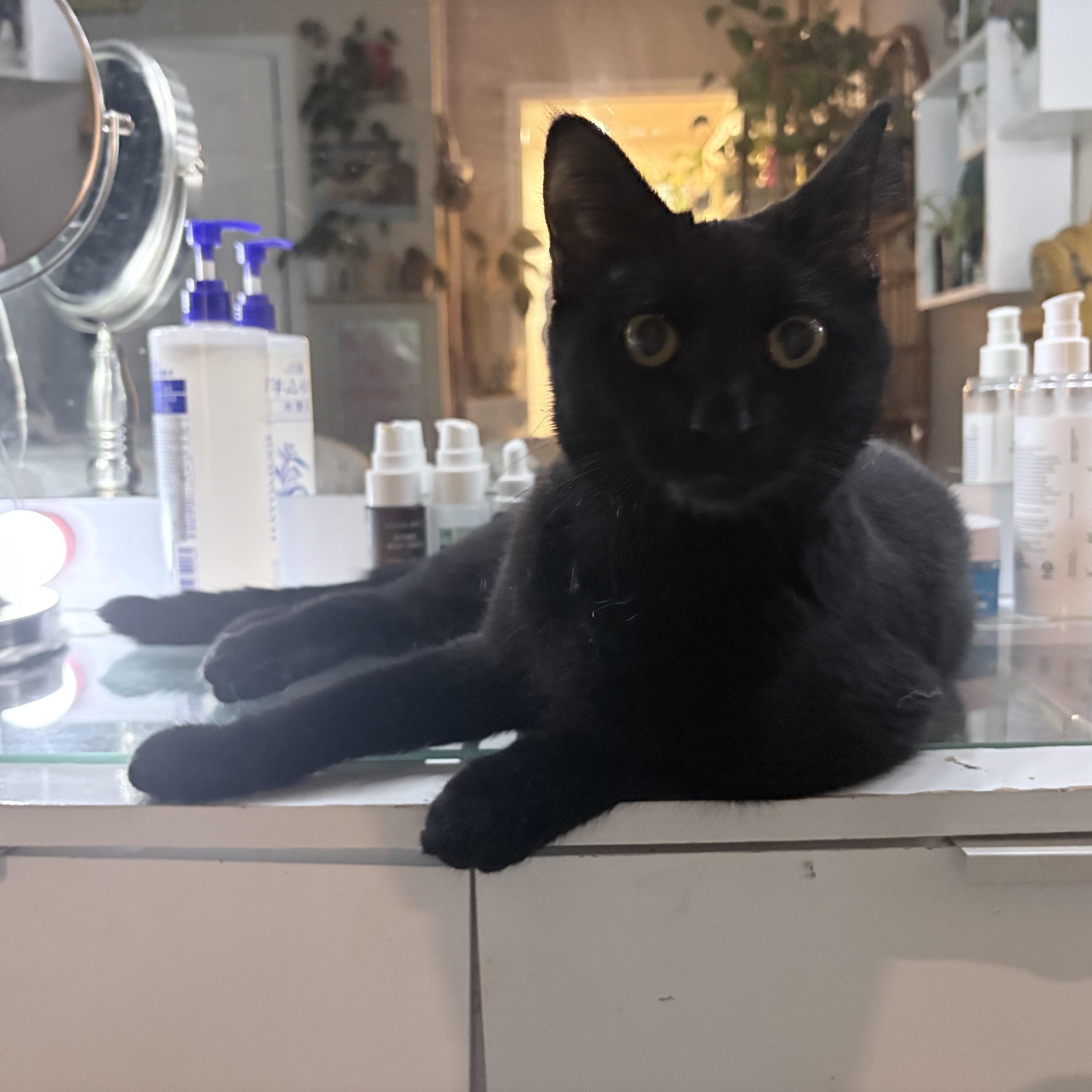 A young large-sized female Domestic Short Hair cat named Minnie for adoption in Colcord, OK