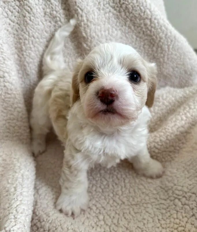 A young small-sized male White / Cream Chihuahua dog named Theodore for adoption in Valley Village, CA