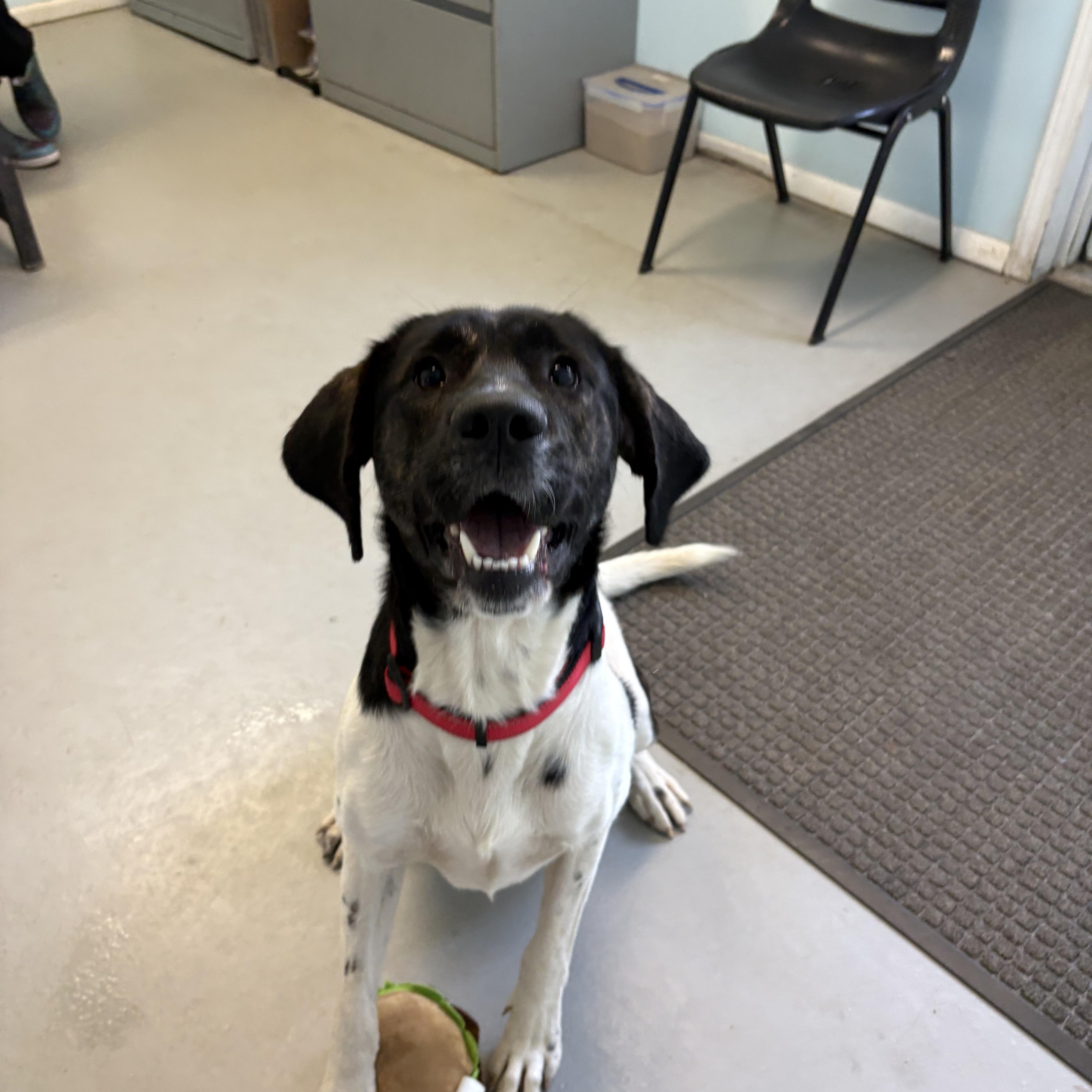 A young medium-sized male Mixed Breed dog named Ranger for adoption in Big Rapids, MI