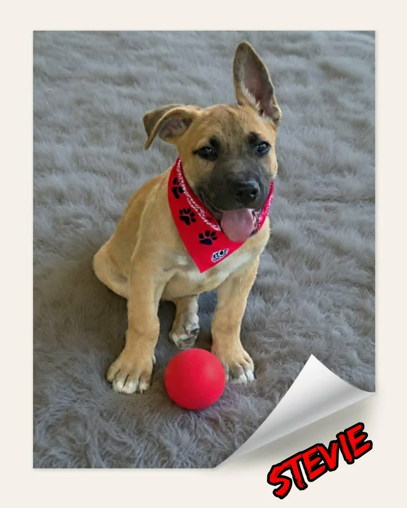Stevie thumbnail 2