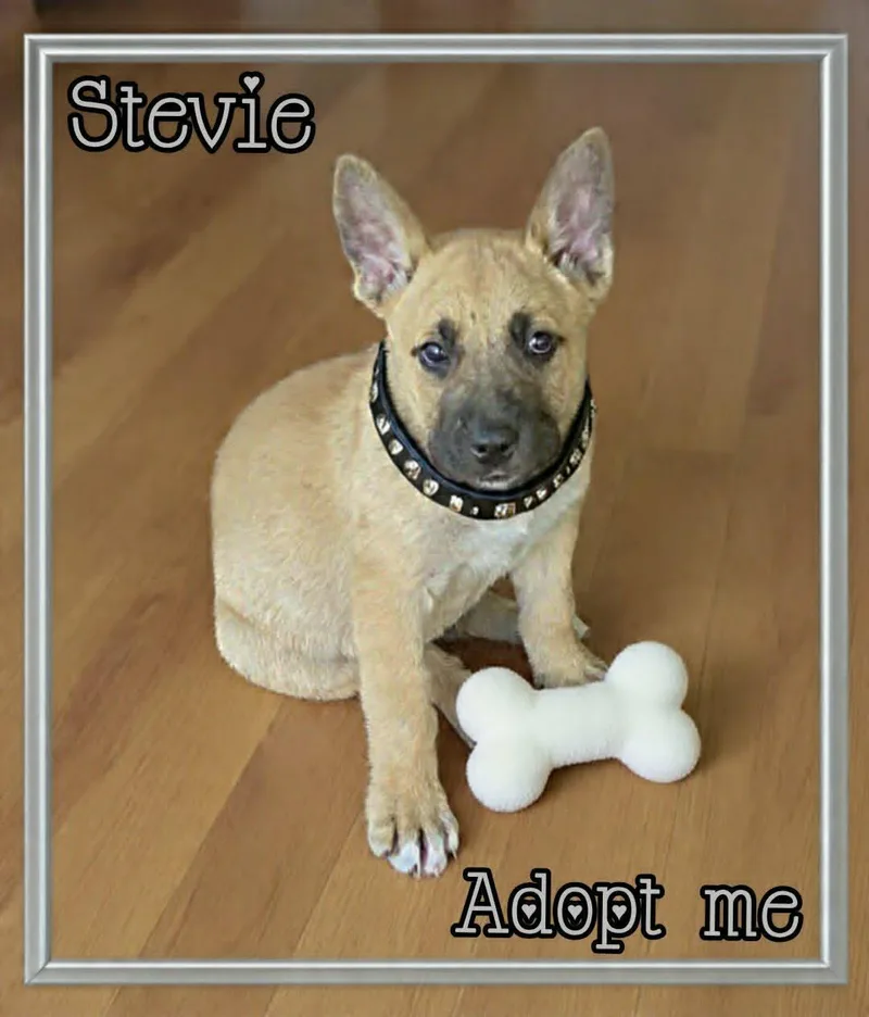 Stevie thumbnail 5