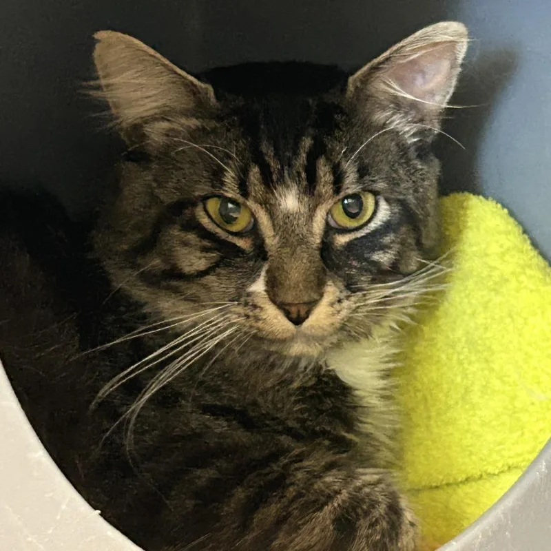 An adult medium-sized male Brown / Chocolate Domestic Long Hair cat named Beach Ball for adoption in Tacoma, WA