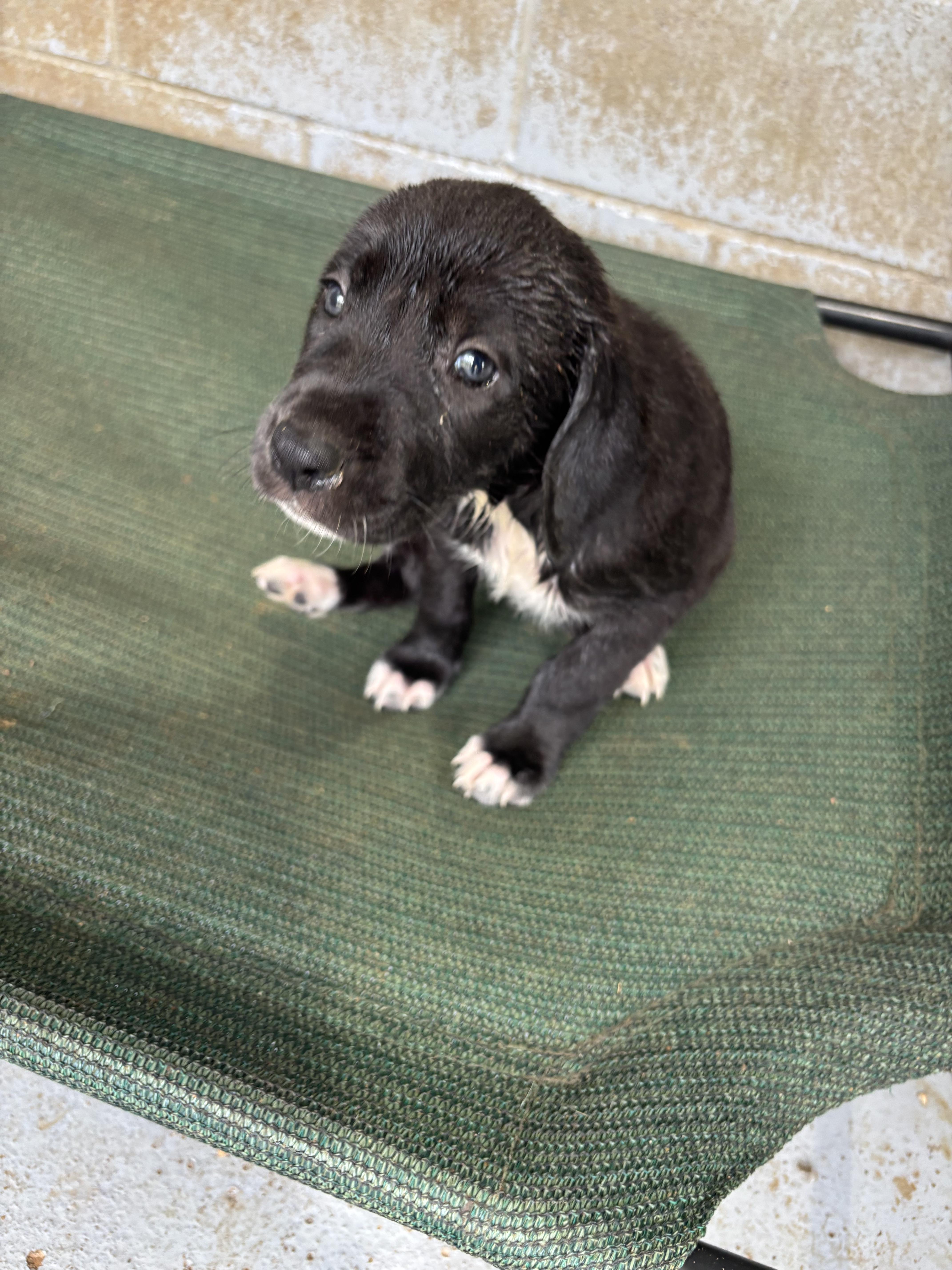 Great Dane Pups thumbnail 2
