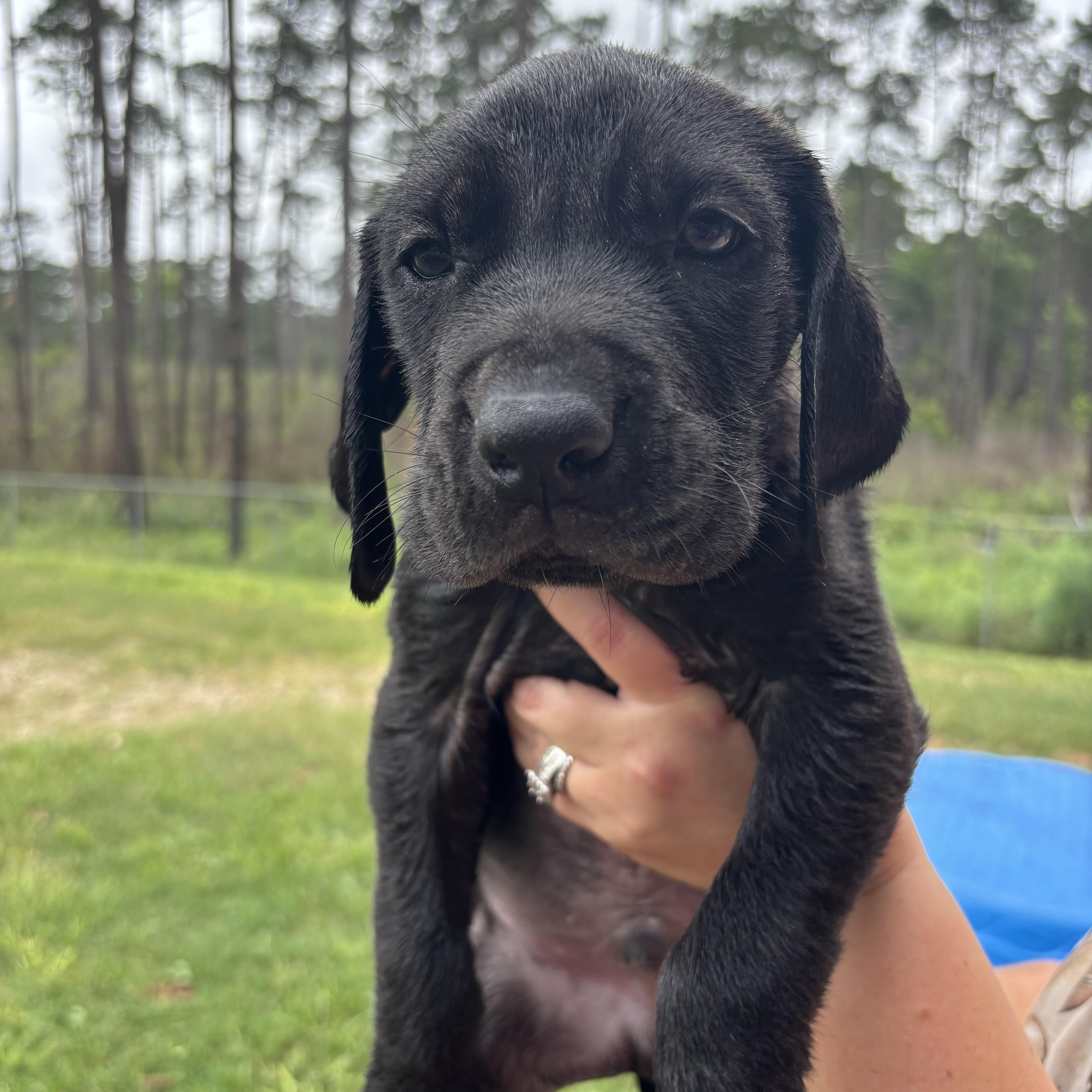 Great Dane Pups thumbnail 3