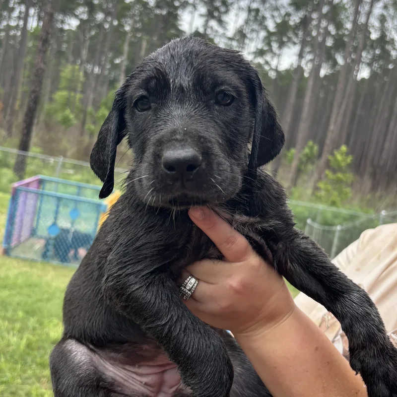 Great Dane Pups thumbnail 4