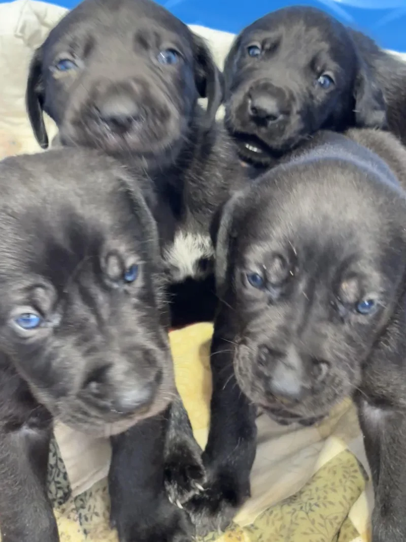 Great Dane Pups thumbnail 5