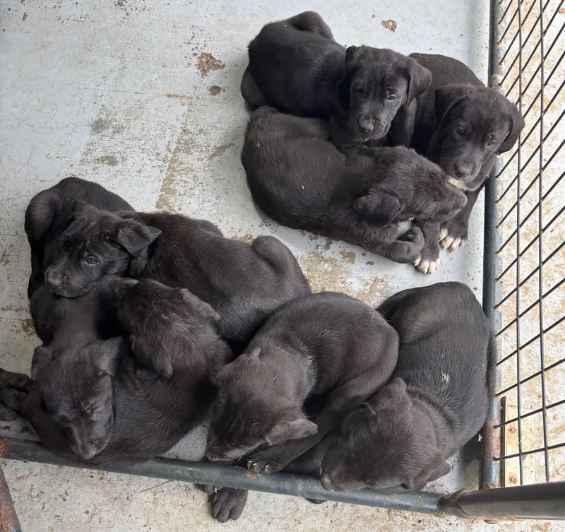 Great Dane Pups thumbnail 6