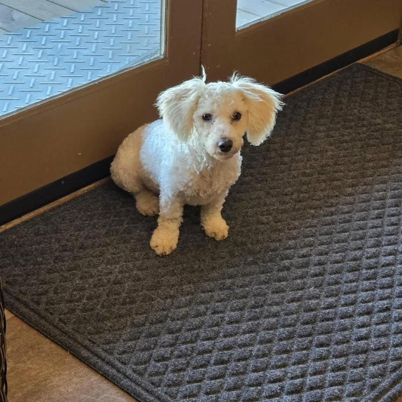 Benvolio thumbnail 2