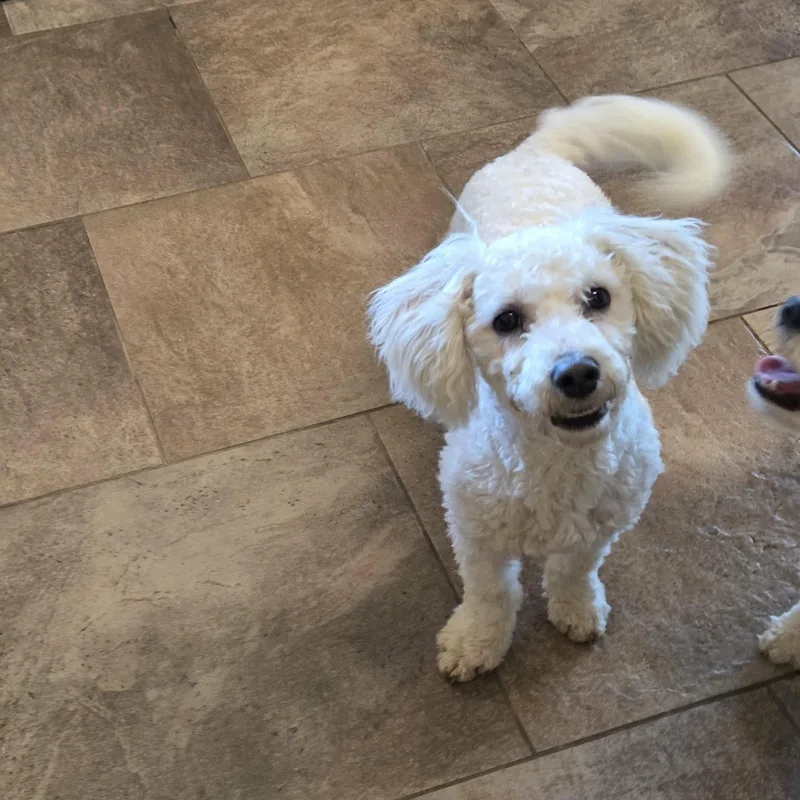 Benvolio thumbnail 3