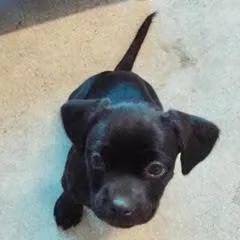 A baby small-sized female Black Shih Tzu dog named Mercury for adoption in Green Valley, AZ