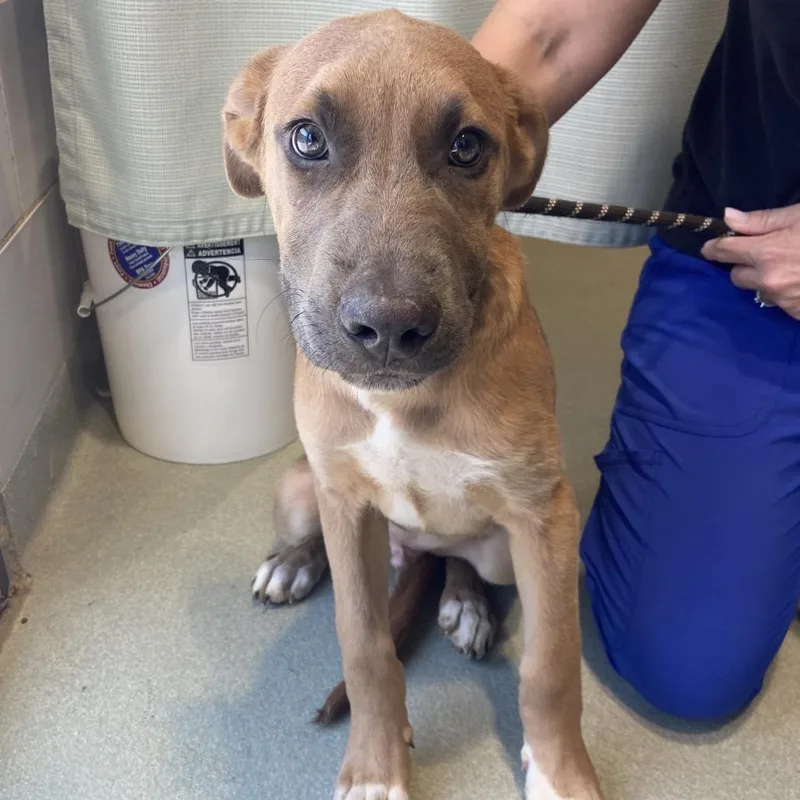 A baby medium-sized male Brown / Chocolate Husky dog named Timber for adoption in Abilene, TX