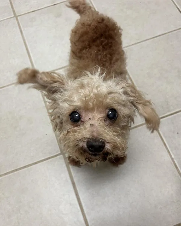 An adult small-sized male Poodle dog named Toad for adoption in Osage Beach, MO