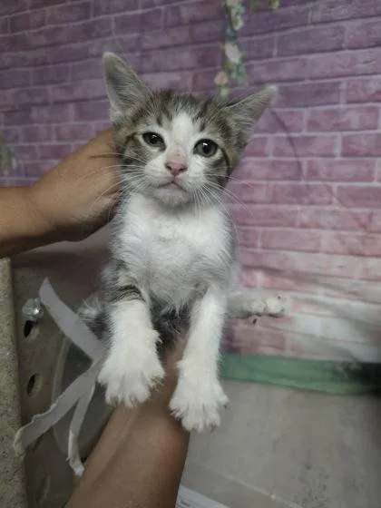 A baby small-sized male Domestic Short Hair cat named Ronaldo for adoption in Houston, TX