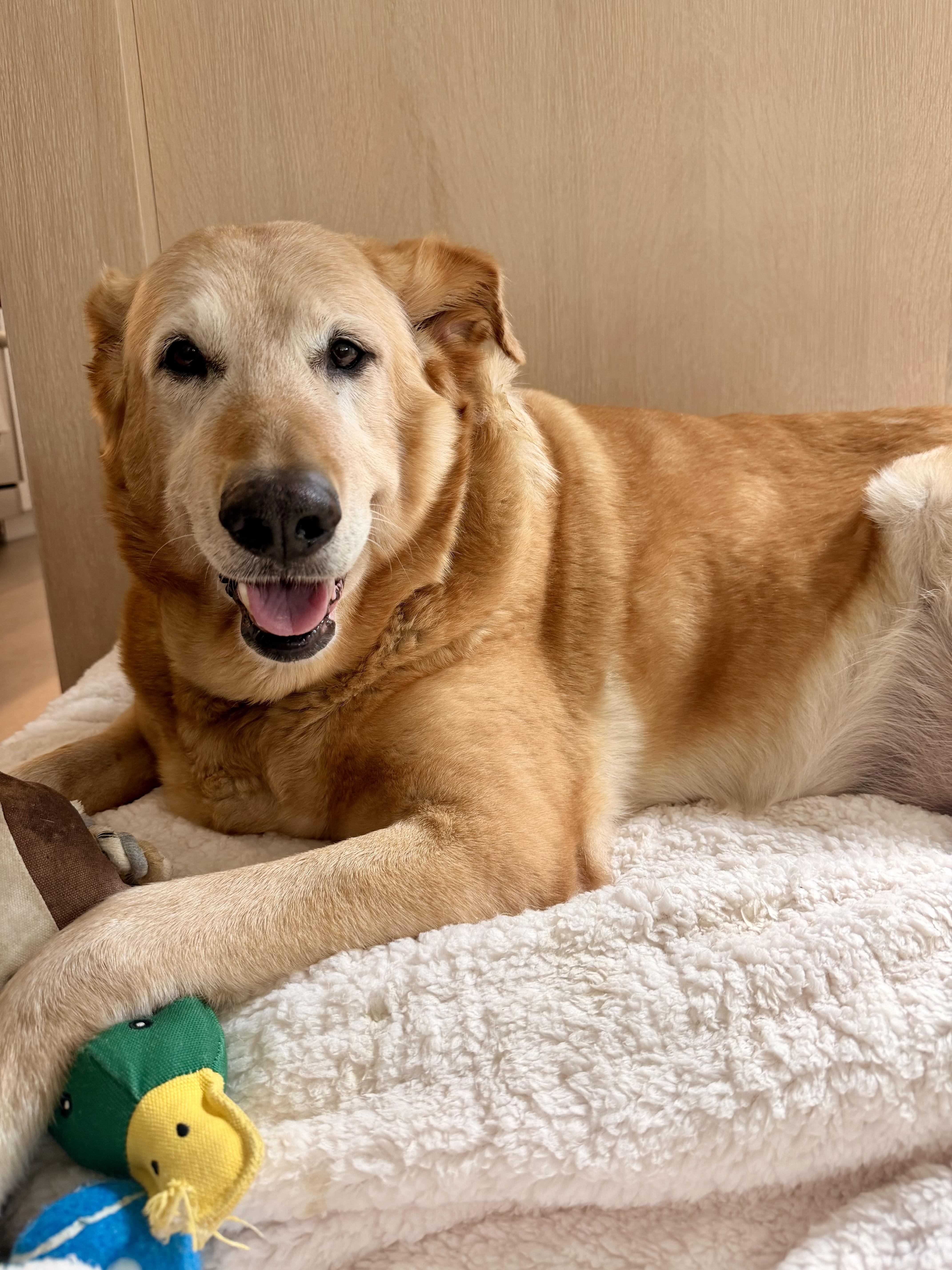 A senior extra large-sized female Golden Retriever dog named Princess for adoption in Laguna Beach, CA