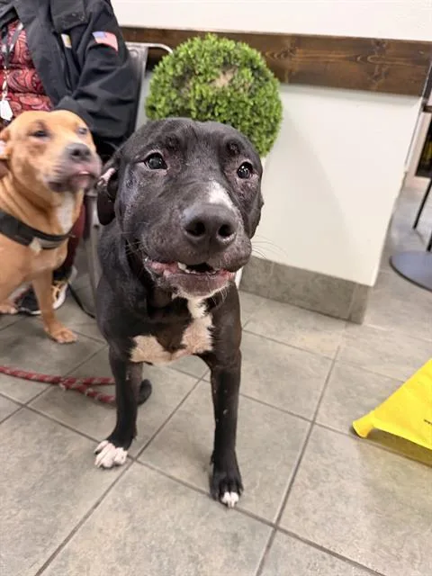 An adult medium-sized male American Staffordshire Terrier dog named Runt for adoption in San Antonio, TX