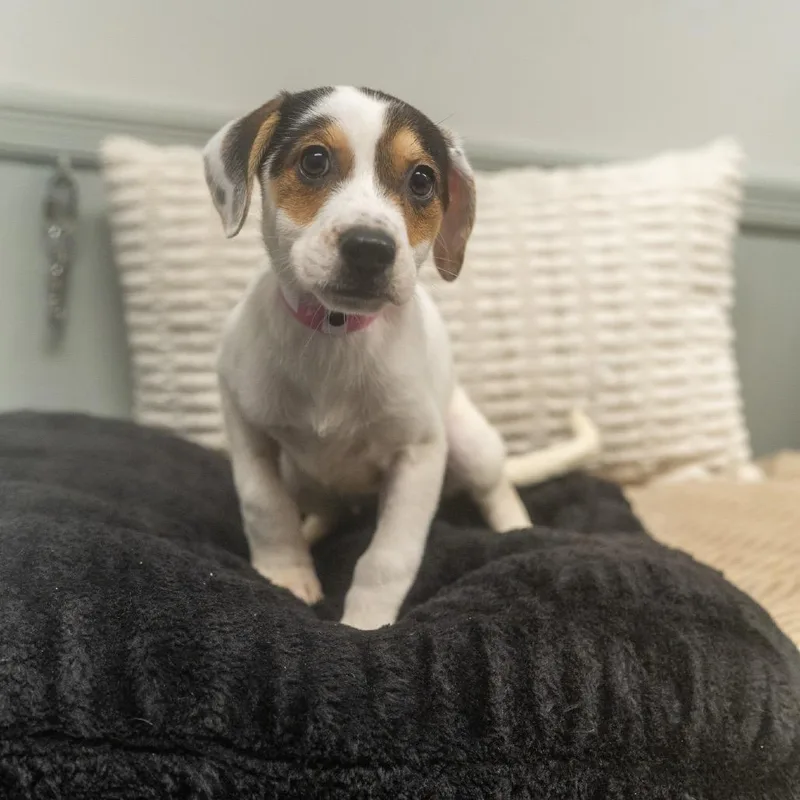 A baby medium-sized female Labrador Retriever dog named Flipper for adoption in Pawling, NY