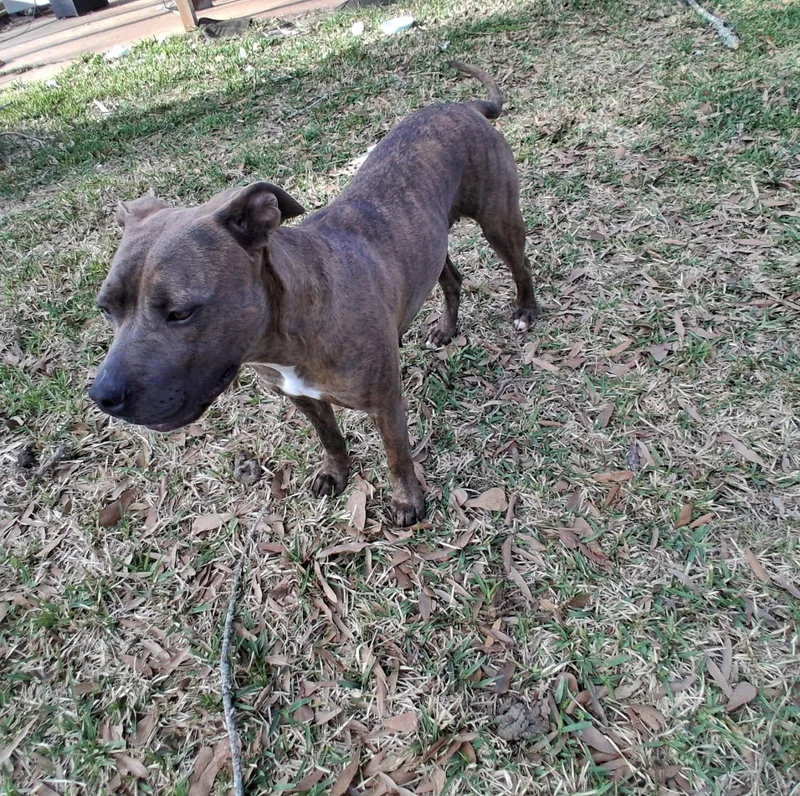 An adult medium-sized female Brindle Pit Bull Terrier dog named Lilly for adoption in Martinez, CA