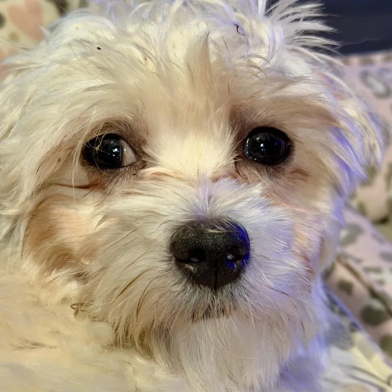 An adult small-sized female White / Cream Maltese dog named Holly for adoption in Rochester, MN