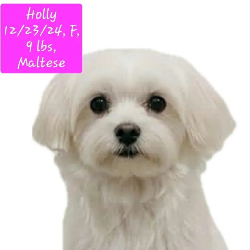 Holly thumbnail 4