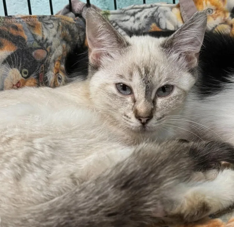 A young medium-sized female Brown / Chocolate Snowshoe cat named Avocado for adoption in Baltimore, MD