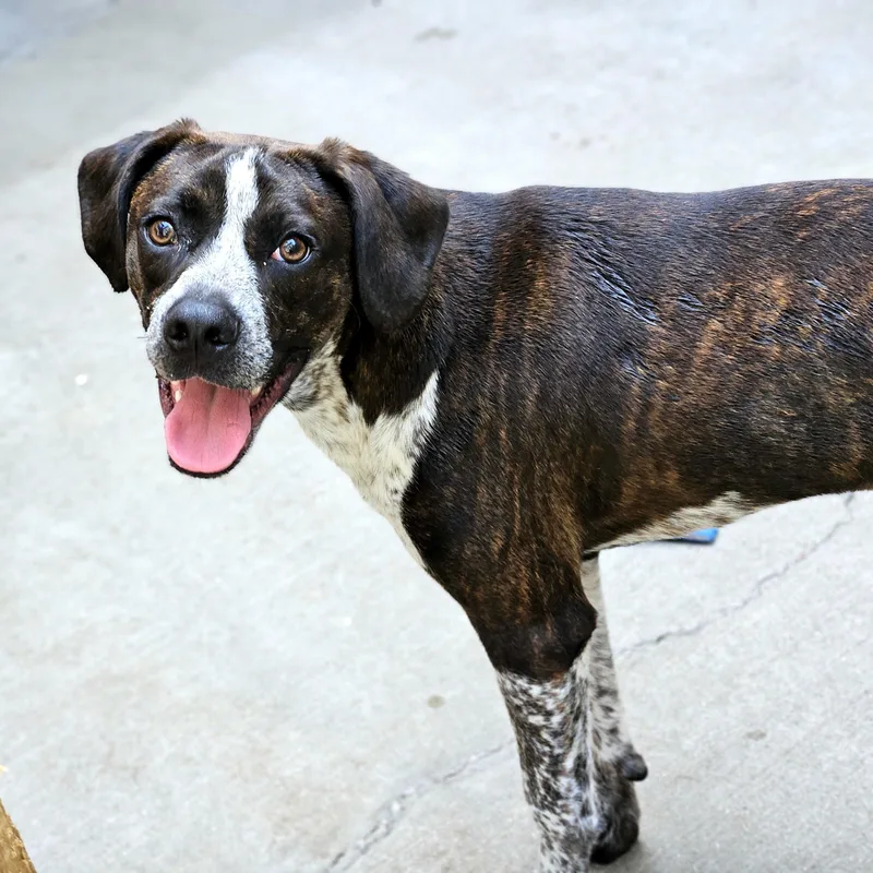 A young medium-sized male Boxer dog named Swiss for adoption in Chicago, IL