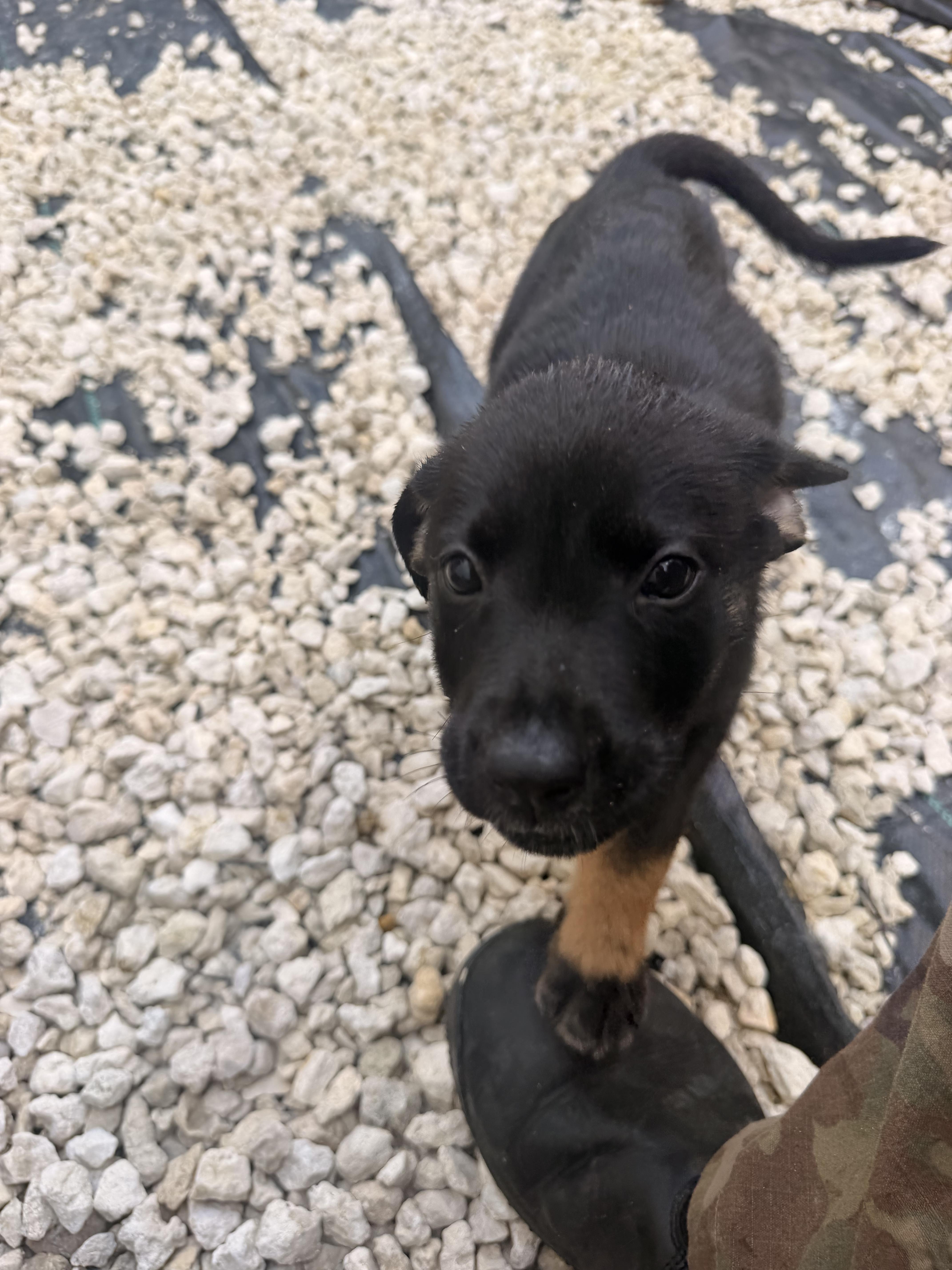 A baby medium-sized female Black Rottweiler dog named LITTER of for adoption in North Miami, FL