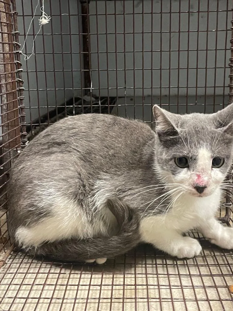 A young small-sized female Domestic Short Hair cat named Turbo for adoption in New Braunfels, TX