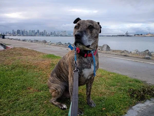 A senior large-sized male Pit Bull Terrier dog named Rocky for adoption in San Diego, CA