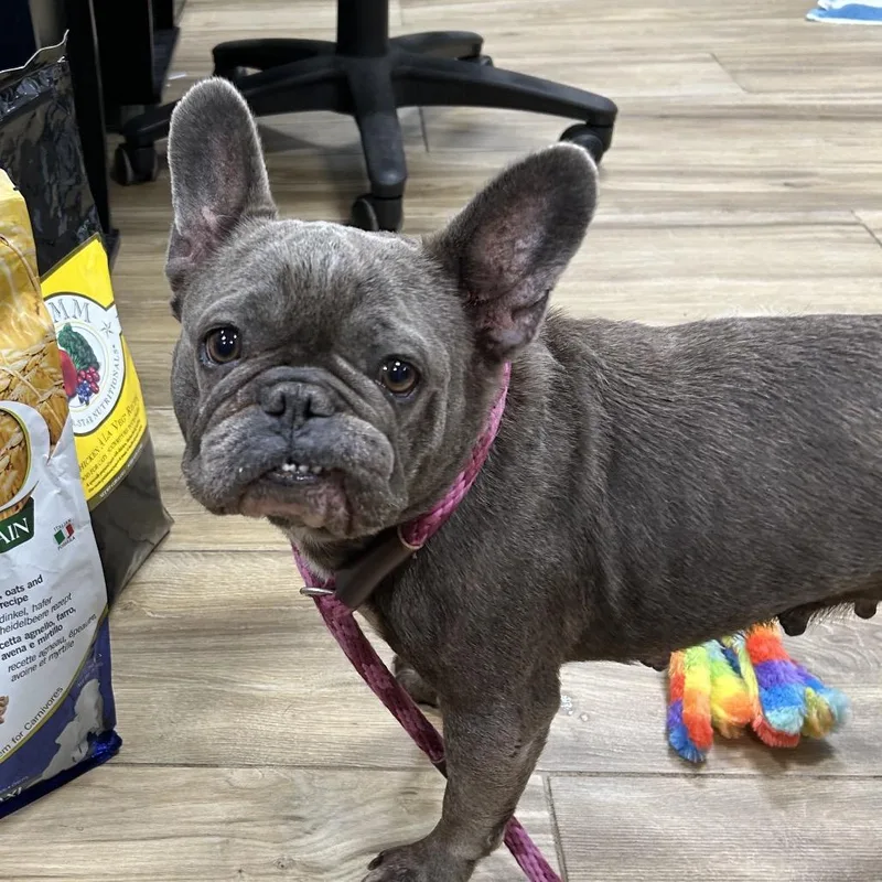 A young small-sized female Gray / Blue / Silver French Bulldog dog named Demi for adoption in Newark, NJ