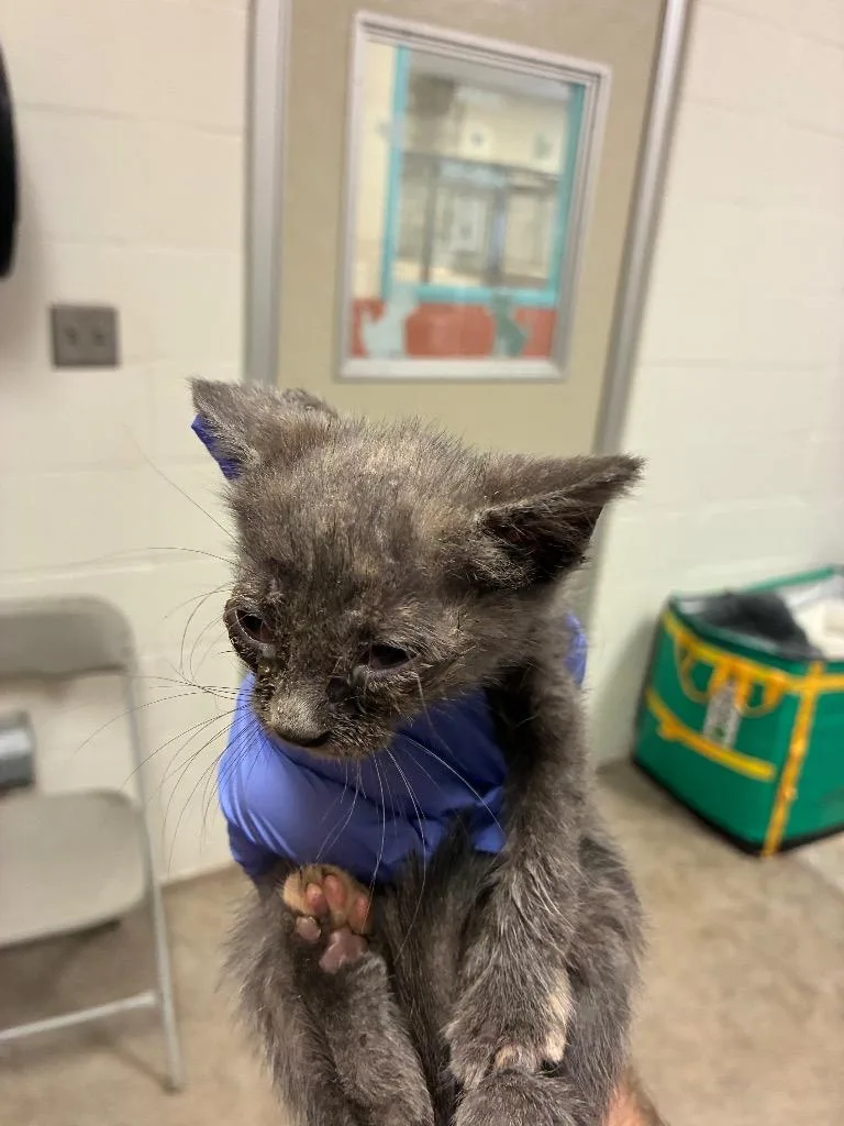 A baby small-sized female Domestic Short Hair cat named Jody for adoption in Bossier City, LA