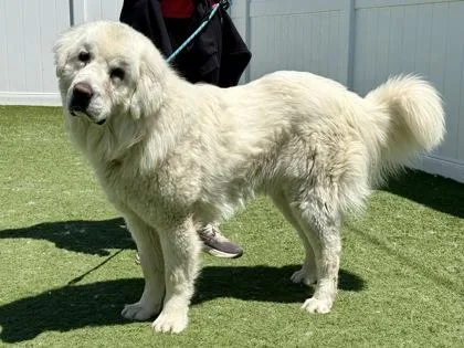 An adult large-sized male White / Cream Polish Lowland Sheepdog dog named Zupa for adoption in Downers Grove, IL