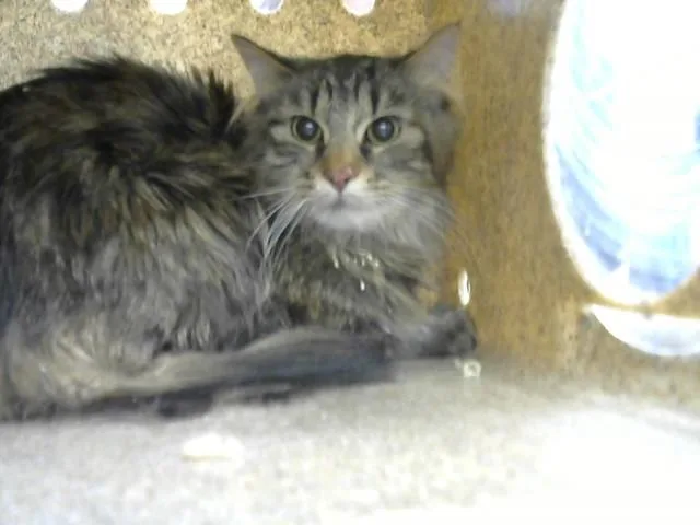 A young medium-sized male Domestic Short Hair cat named China for adoption in Albuquerque, NM