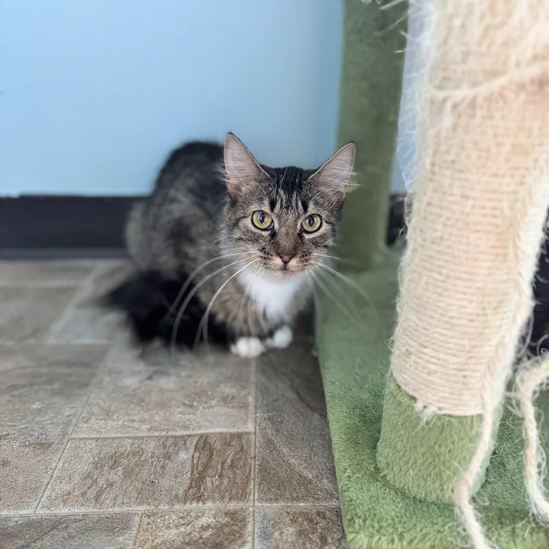 An adult medium-sized female Tabby (Brown / Chocolate) Domestic Long Hair cat named Sylvie for adoption in Dodgeville, WI