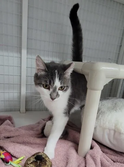 A baby medium-sized male Domestic Short Hair cat named Little Brother for adoption in Elmira, NY