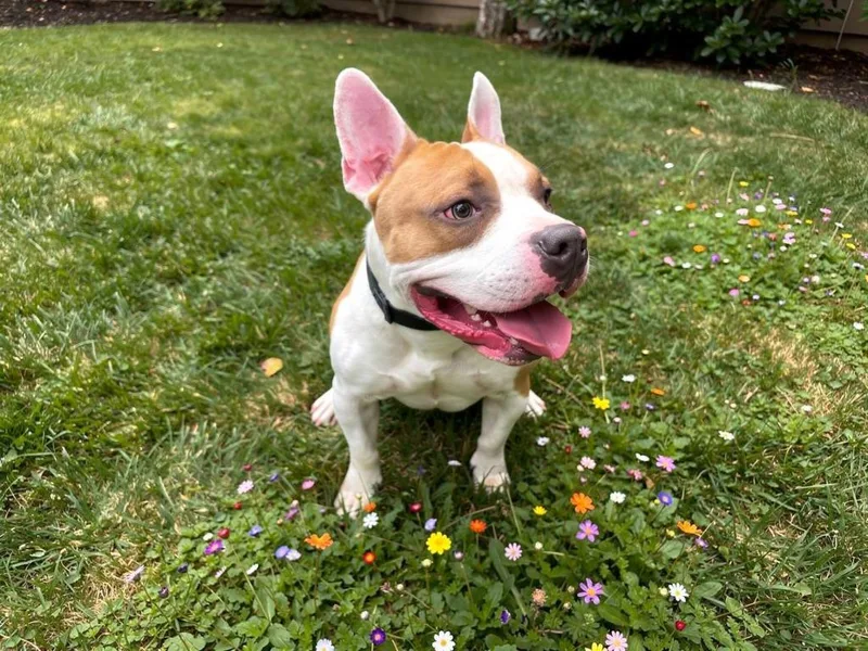 A young medium-sized male Pit Bull Terrier dog named Tipsy for adoption in Sebastian, FL