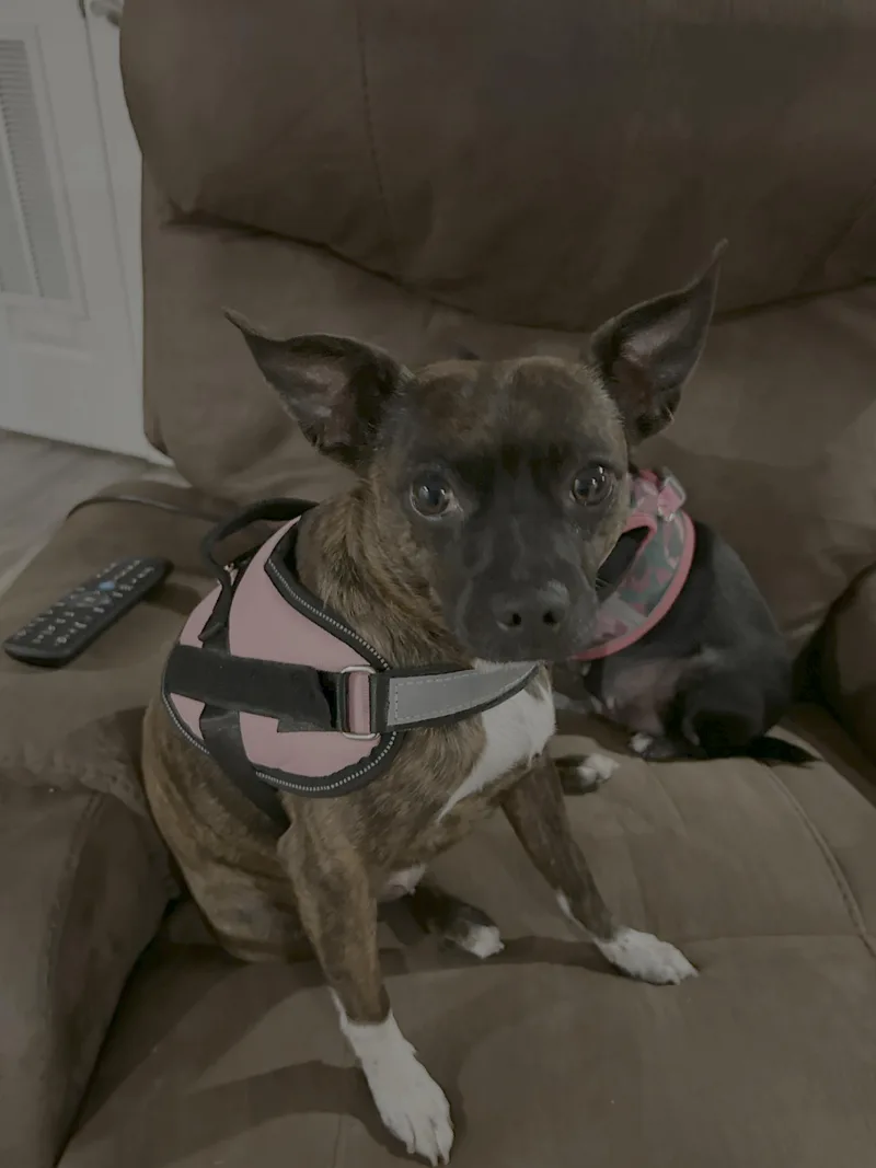 An adult medium-sized female Chihuahua dog named Tigger for adoption in Knoxville, TN