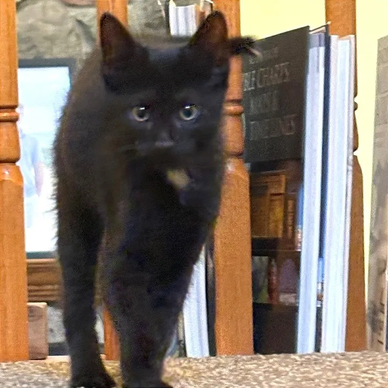 A baby small-sized male Black Domestic Short Hair cat named David for adoption in Traverse City, MI