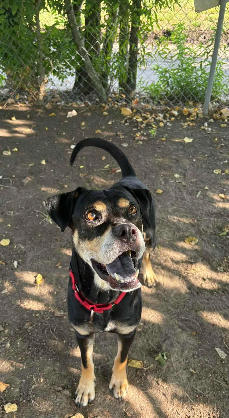 An adult large-sized male Tricolor (Brown, Black, & White) Boxer dog named Paco for adoption in Dickinson, TX