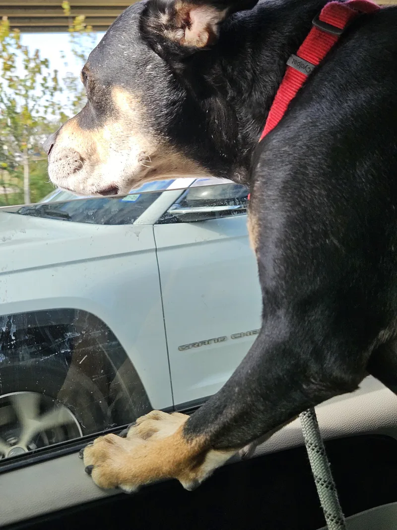 Paco thumbnail 4