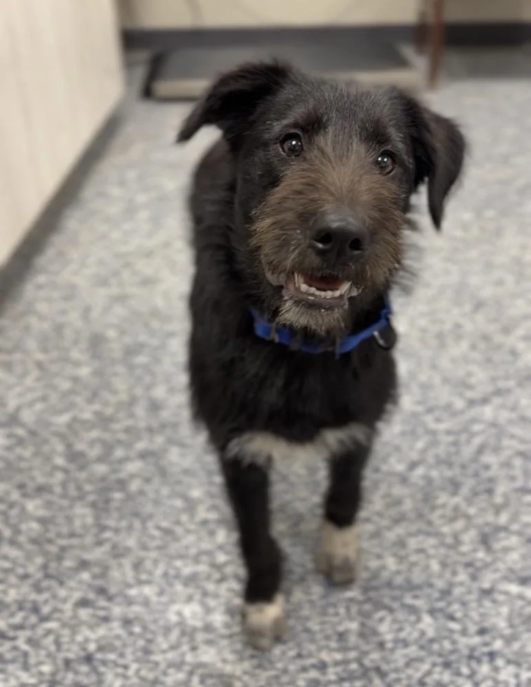 An adult large-sized male Tricolor (Brown, Black, & White) Australian Shepherd dog named Scooby for adoption in Bemidji, MN