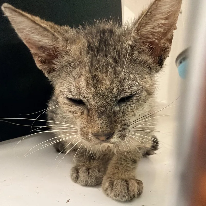 A baby small-sized female Torbie Domestic Short Hair cat named Pretzel for adoption in Ponte Vedra Beach, FL