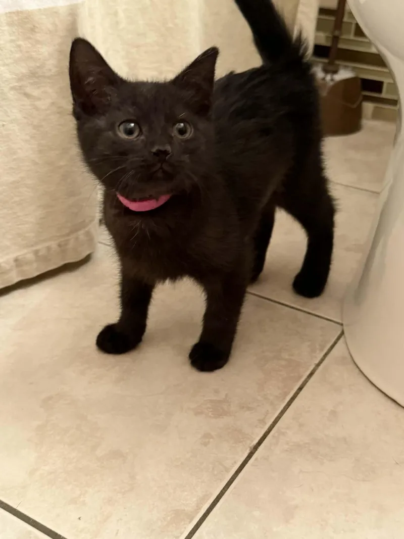 A young medium-sized female Black Domestic Short Hair cat named Chrissy for adoption in Buffalo, NY