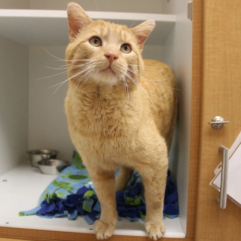 An adult large-sized male Orange / Red Domestic Short Hair cat named Roly Poly for adoption in Champaign, IL
